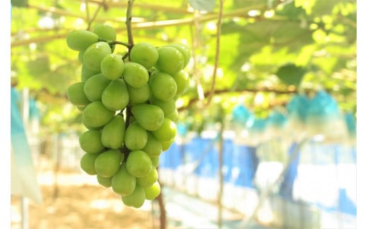 6月下旬の写真です。順調に大きくなっています！