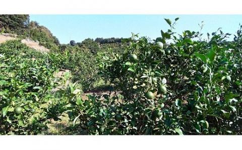 N-172 太良町産じゃばらストレート果汁　７２０ｍｌ×１本