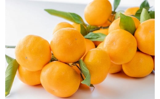 愛情たっぷりたらみかん 5kg 温州 みかん ミカン 蜜柑 温州蜜柑 温州ミカン フルーツ くだもの 果物 ミネラル豊富 太良町 国産 贈答用 お中元 お歳暮