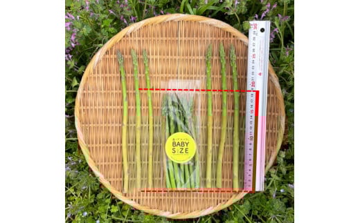 BABYサイズ 森のアスパラ 120g×4袋 朝採れ 根元部分カット済 冷蔵 すぐに食べられる アスパラガス アスパラ 佐賀県 太良町