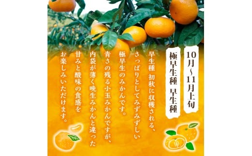 かねひろの黒酢みかん（小玉）5kg