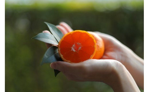 木原農園の有機みかん（S-Lサイズ）5kg 【2025年12月下旬まで順次発送予定】