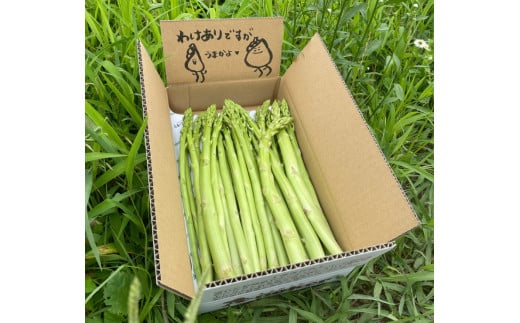 味はそのまま訳あり 森のアスパラ 800g (料理王国100選入賞 2021) アスパラ アスパラガス 規格外品 訳あり 佐賀県 太良町