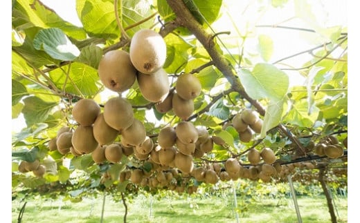 LB-13 栄養満点！東京ゴールド（キウイフルーツ）