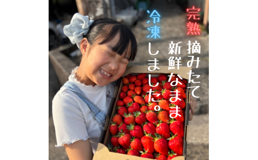 訳あり！太良町産「ゆめのか」冷凍いちご500ｇ×１袋 佐賀県 太良町