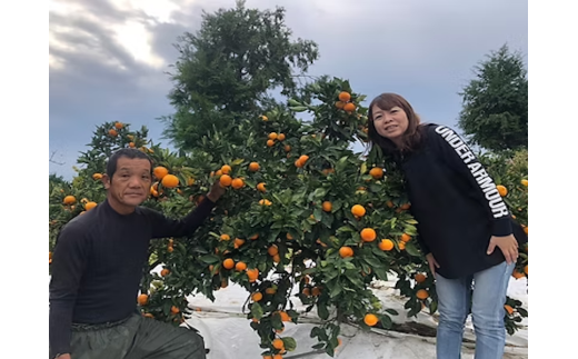 まちなが家族農園の完熟みかん 3.5kg みかん ミカン 蜜柑 たらみかん 太良みかん 温州みかん 完熟みかん 甘熟 柑橘 国産 佐賀県産 太良町 こだわり 有機栽培 産地直送 贈答品 詰め合わせ 極甘
