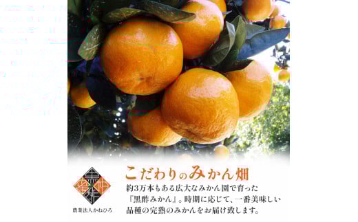 かねひろの黒酢みかん（大玉）10g 2L〜3L 新鮮 黒酢アミノ酸 みかん 蜜柑 ミカン 温州みかん 柑橘 果実 フルーツ 果物 人気 おすすめ 減農薬 大玉 佐賀県 太良町
