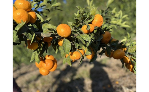 NA-10 中尾農園の夢みるみかん（S-L）５ｋｇ