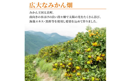 大鋸農園の早穫り甘果坊 １０kg  みかん 蜜柑 太良みかん 温州みかん 果物 フルーツ 甘い 早穫り 柑橘 ノーワックス 果実 くだもの 柑橘類 佐賀県 太良町