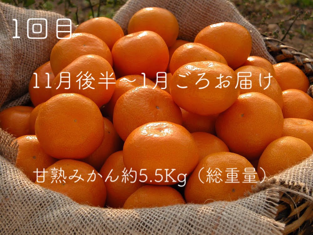 【先行予約】「果樹園みかんの木」のお楽しみ３回定期便コース　みかん ミカン 蜜柑 温州みかん 完熟みかん 柑橘 不知火 しらぬひ でこぽん デコポン 贈答品 定期便 詰め合わせ 佐賀県 太良町 Q45x1 【2026年11月下旬-2027年5月上旬発送予定】