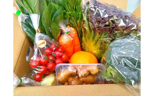 Q-49 【6回定期便】鮮度抜群！肥前の国のお野菜詰め合わせセット（8～10品目）