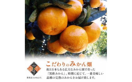 かねひろの柑橘定期便 3回コース みかん 蜜柑 ミカン 柑橘 黒酢みかん 黒酢不知火 果実 フルーツ 果物 くだもの 柑橘類 定期便 佐賀県 太良町