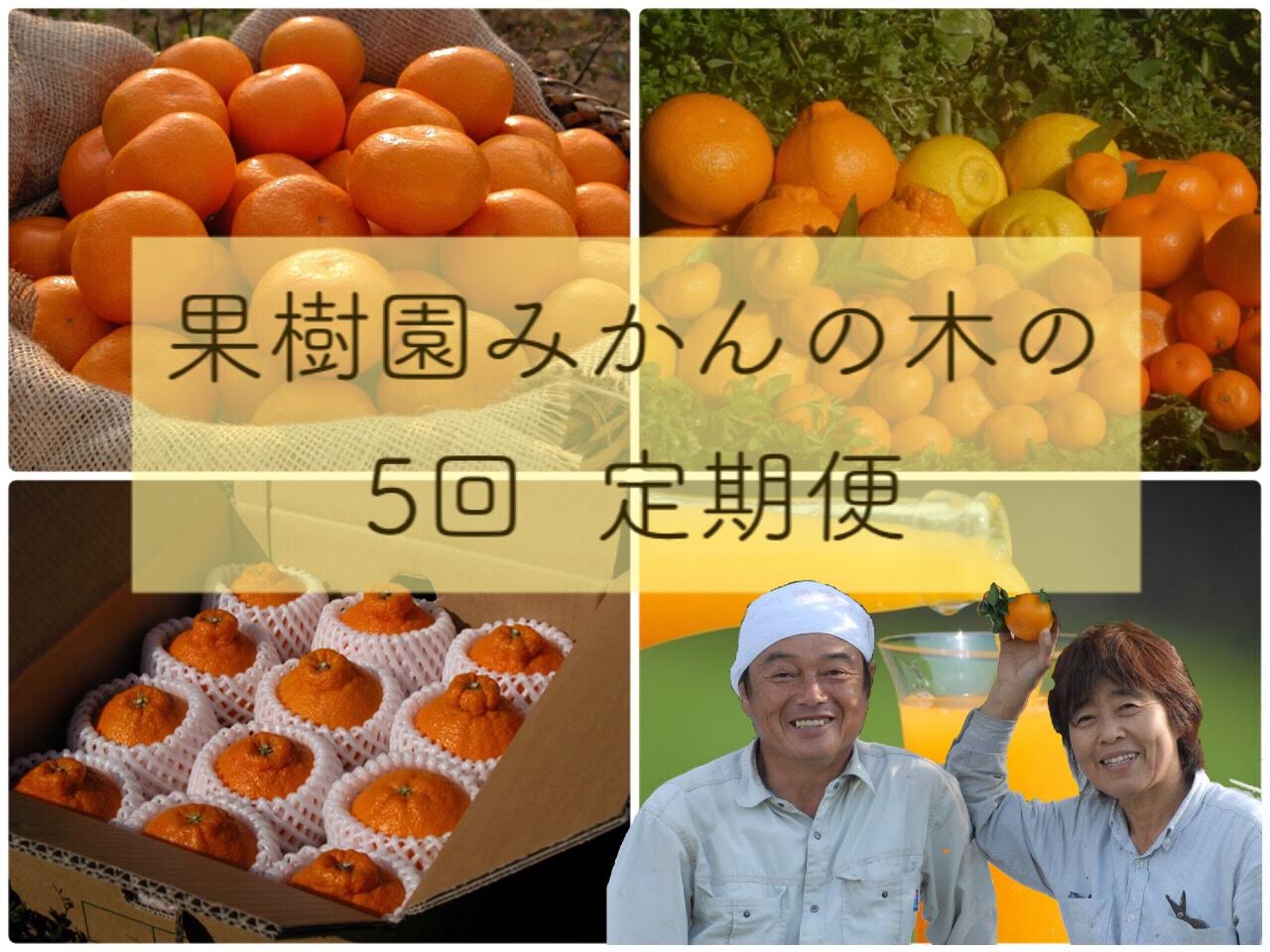 【先行予約】「果樹園みかんの木」のお楽しみ５回定期便コース　みかん ミカン 蜜柑 温州みかん 完熟みかん 甘熟 柑橘 しらぬひ でこぽん デコポン みかんジュース ストレートジュース 100％ジュース 有機栽培 国産 佐賀県産 太良町 こだわり 贈答品 産地直送 詰め合わせ 定期便 佐賀県 太良町 R37x1 【2026年11月下旬-2027年6月下旬発送予定】