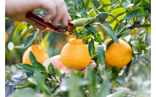 辰見農園の春待ち「しらぬひ」小玉 5kg 【2026年2月下旬～4月下旬発送予定】 L92x1