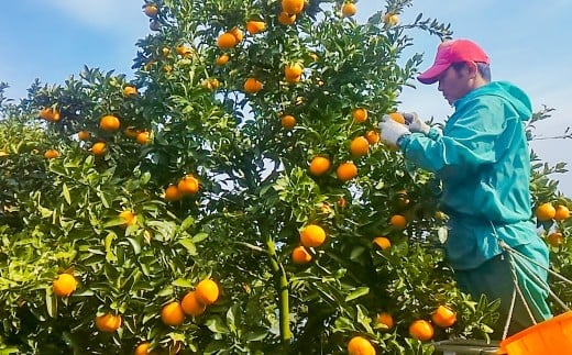 早津みかん園のスイートスプリング 3kg 【2026年2月上旬～3月上旬迄順次発送予定】 スイートスプリング みかん ミカン 柑橘 柑橘系 柑橘類 くだもの 果物 フルーツ 国産 佐賀県産 太良町産 佐賀県 太良町 常温
