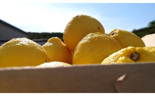 恵まれた土地で育てました。