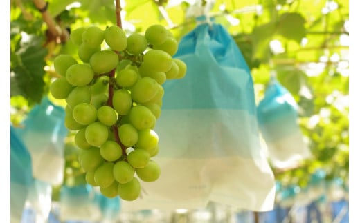 大粒・中粒・小粒が混ざる場合があります。