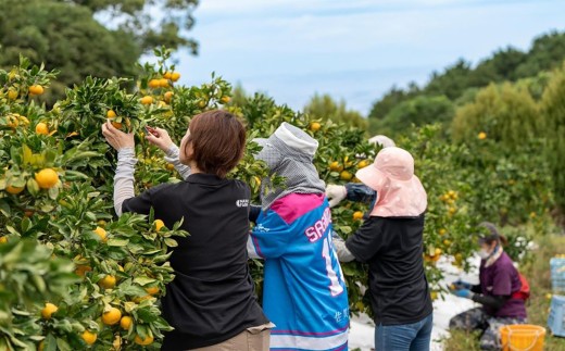 中尾農園の夢みるみかんじゃばらストレート果汁 150ml×5本セット