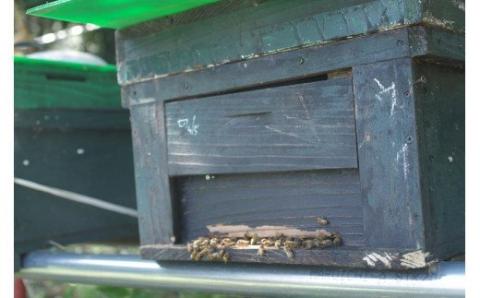 N-225 太良町産　はちみつ（みかん蜜）600g