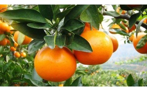 おひさまおれんじ7kg おひさまおれんじ 7kg 希少 温州みかん 早生 温州 みかん ミカン 蜜柑 温州蜜柑 温州ミカン フルーツ くだもの 果物 ミネラル豊富 太良町 国産 人気 おすすめ 早津みかん園 ギフト 盛田温州 濃厚 ジューシー 甘い