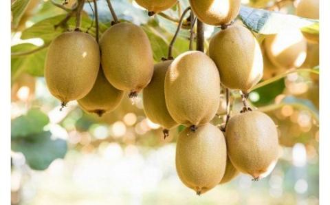 N-215 体が喜ぶ☆キウイフルーツ食べ比べセット