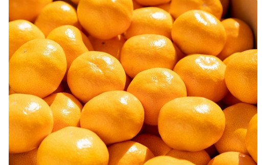 愛情たっぷりたらみかん（小玉）5kg　みかん ミカン 蜜柑 たらみかん 太良みかん 温州みかん 完熟みかん 甘熟 柑橘 国産 佐賀県産 太良町 こだわり 有機栽培 産地直送 贈答品 詰め合わせ 極甘 小玉