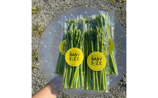 BABYサイズ 森のアスパラ 120g×4袋 朝採れ 根元部分カット済 冷蔵 すぐに食べられる アスパラガス アスパラ 佐賀県 太良町