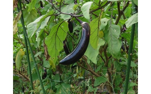 L-37 鮮度抜群！肥前の国のお野菜詰め合わせセット（8～10品目）