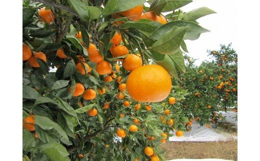 木原農園の有機みかん（S-Lサイズ）5kg 【2025年12月下旬まで順次発送予定】