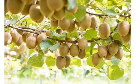 LB-13 栄養満点！東京ゴールド（キウイフルーツ）