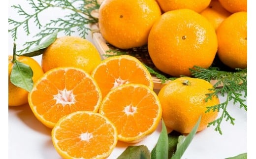 潮風の贈り物 みかん 10kg みかん ミカン 蜜柑 たらみかん 太良みかん 温州みかん 完熟みかん 甘熟 柑橘 有機栽培 国産 佐賀県産 太良町 こだわり 贈答品 産地直送 詰め合わせ 極甘