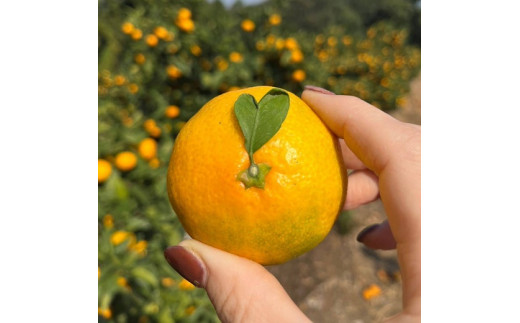 NA-10 中尾農園の夢みるみかん（S-L）５ｋｇ