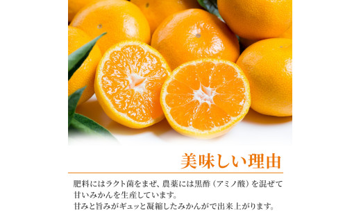 大鋸農園の早穫り甘果坊 １０kg  みかん 蜜柑 太良みかん 温州みかん 果物 フルーツ 甘い 早穫り 柑橘 ノーワックス 果実 くだもの 柑橘類 佐賀県 太良町