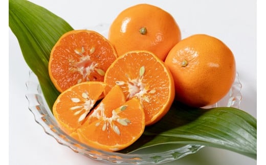 新宮みかん園のお楽しみ定期便　３回コース