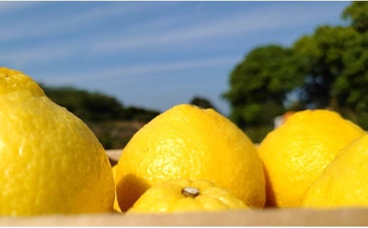 今シーズン最後の「はるか」です。