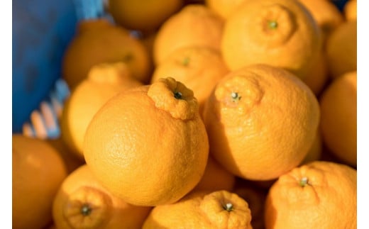 辰見農園の春待ち 「しらぬひ」 5kg 【2026年2月下旬～4月下旬発送予定】 N108x1