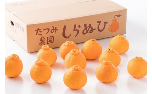 辰見農園の春待ち「しらぬひ」小玉 5kg 【2026年2月下旬～4月下旬発送予定】 L92x1