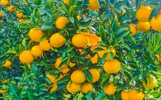 早津みかん園のスイートスプリング 3kg 【2026年2月上旬～3月上旬迄順次発送予定】 スイートスプリング みかん ミカン 柑橘 柑橘系 柑橘類 くだもの 果物 フルーツ 国産 佐賀県産 太良町産 佐賀県 太良町 常温