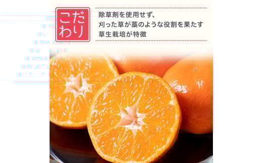新宮みかん園 はるか 4kg 【2026年2月上旬～6月上旬発送予定】 フルーツ 果物 柑橘 国産 日向夏 新宮みかん園 佐賀県 太良町 L57x1