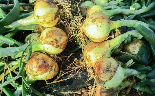 【訳あり】牟田農園の春の新玉ねぎ10kg （M～L）