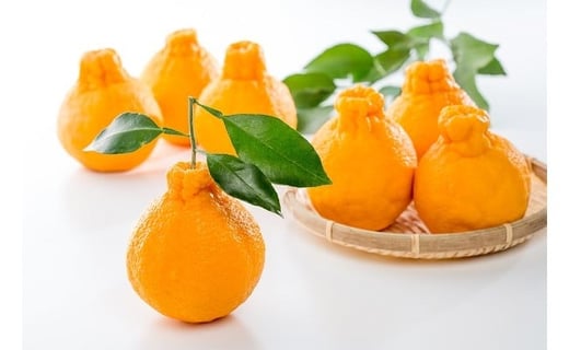 多良岳の恵みで育てたタラデコ（不知火）3kg 【2026年3月上旬～5月下旬発送予定】 太良町 太良みかん みかん王国 不知火 しらぬい ハウスしらぬい デコポン でこぽん ポンカン ぽんかん 椪柑 3kg (5L～L) こだわりの栽培 M70x1