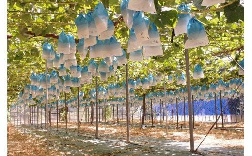 かねひろの「黒酢シャインマスカット」2～3房（約1.2kg） 【2026年9月上旬～9月下旬発送予定】 フルーツ 果物 くだもの ぶどう ブドウ 葡萄 シャイン シャインマスカット 新鮮 マスカット 黒酢シャインマスカット 国産 佐賀県産 こだわり 贈答品 産地直送 大粒 中粒 小粒 詰め合わせ セット 高級 黒酢アミノ酸栽培 ハウス栽培 佐賀県 太良町 NB12×1