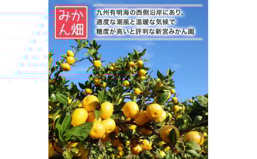 新宮みかん園の不知火 L～3Lサイズ 約3㎏ 【2026年4月上旬～6月上旬発送予定】 みかん ミカン 蜜柑 不知火みかん しらぬい デコポン でこぽん 温州みかん 完熟みかん 国産 佐賀県産 太良町 期間限定 詰め合わせ L58x1