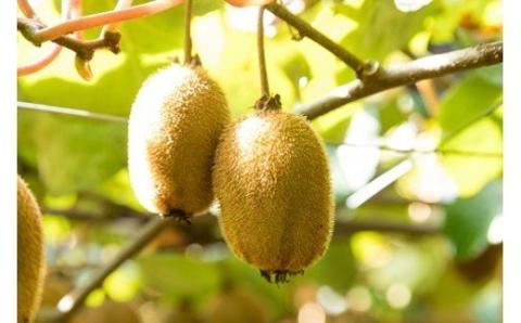 N-58 体が喜ぶ☆大玉・中玉キウイフルーツ