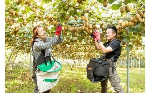 N-215 体が喜ぶ☆キウイフルーツ食べ比べセット