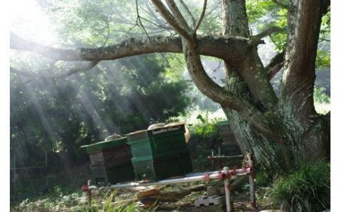 O-65 太良町産　はちみつ（みかん蜜）１ｋｇ