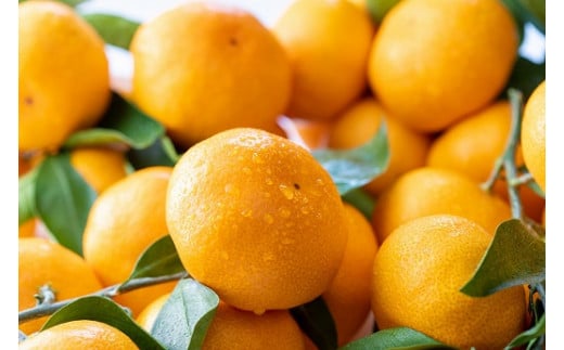 愛情たっぷりたらみかん（小玉）5kg　みかん ミカン 蜜柑 たらみかん 太良みかん 温州みかん 完熟みかん 甘熟 柑橘 国産 佐賀県産 太良町 こだわり 有機栽培 産地直送 贈答品 詰め合わせ 極甘 小玉