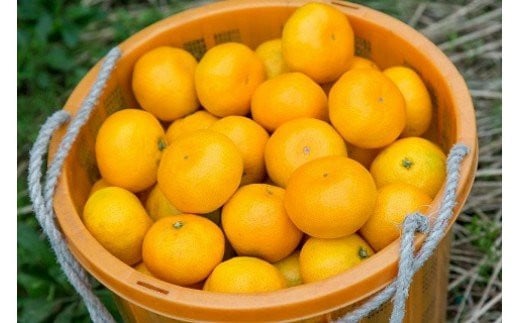 潮風の贈り物 みかん（小玉) ５㎏　みかん ミカン 蜜柑 温州みかん 完熟みかん 甘熟 柑橘 有機栽培 国産 佐賀県産 太良町 こだわり 贈答品 産地直送 詰め合わせ 小玉