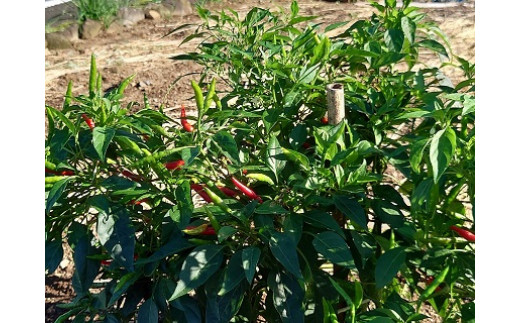 L-37 鮮度抜群！肥前の国のお野菜詰め合わせセット（8～10品目）