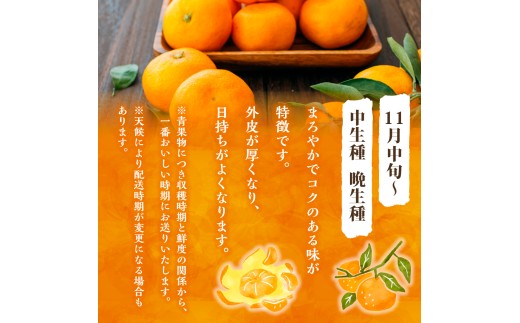 かねひろの黒酢みかん（小玉）5kg